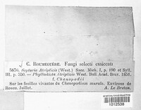 Stagonospora atriplicis image
